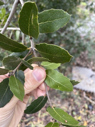 Coast Live × Interior Live Oak