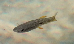 Livebearer photo 5