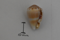 Conus mus
