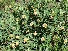 Pimelea ligustrina ciliata