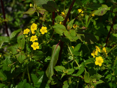 Argentina lineata, photograph 1