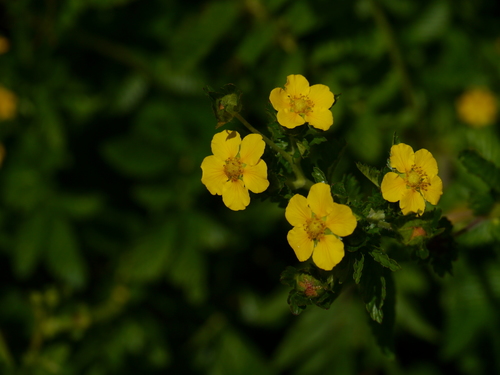 Argentina lineata, photograph 2