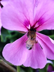 Apis mellifera