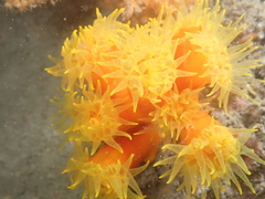 Dendrophyllia arbuscula