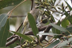 Melithreptus