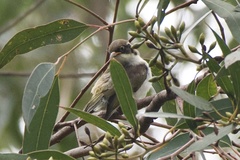 Melithreptus