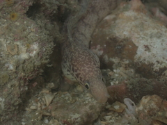 Gymnothorax undulatus