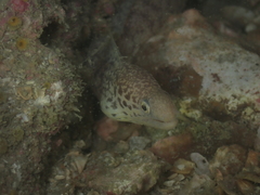 Gymnothorax undulatus