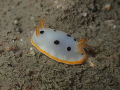 Chromodoris orientalis