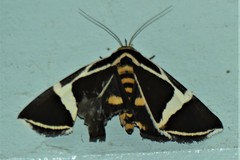 Fodina ostorius