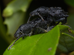 Megalometis spinifer