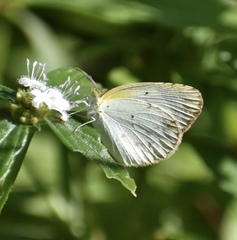 Pyrisitia lisa euterpe