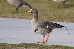 Anser albifrons