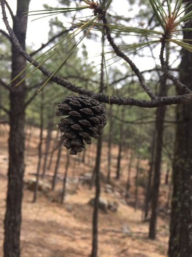 Chihuahuan pine (Pinus leiophylla)
