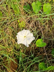 Ipomoea alba
