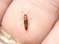 Languria trifasciata