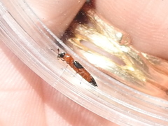 Languria trifasciata