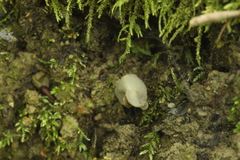 Helvella ephippium