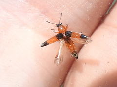 Languria trifasciata