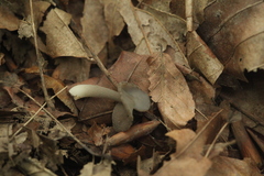 Helvella ephippium