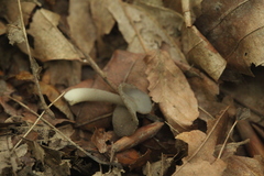 Helvella ephippium