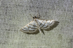 Ravanoa xiphialis