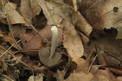 Helvella ephippium