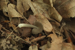 Helvella ephippium