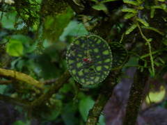 Lepanthes calodictyon