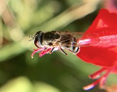 Platycheirus stegnus