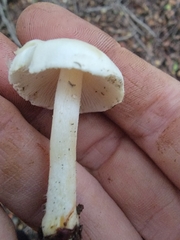 Cystolepiota seminuda