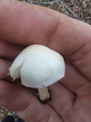 Cystolepiota seminuda