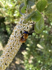Osca rufa