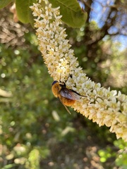Osca rufa