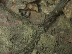 Ikedella misakiensis