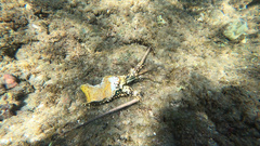 Panulirus penicillatus