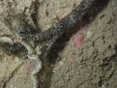 Ikedella misakiensis