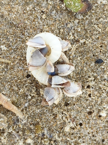 photo of Small Goose Barnacle (Lepas pectinata)