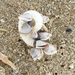 photo of Small Goose Barnacle (Lepas pectinata)