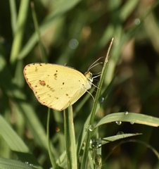 Pyrisitia lisa euterpe