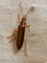 Thelyphassa lineata
