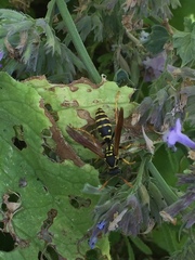 Polistes chinensis