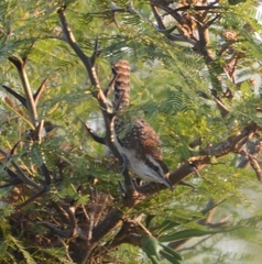 Campylorhynchus rufinucha