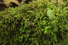 Helvella ephippium