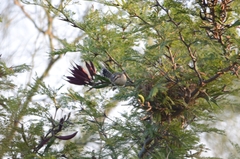 Campylorhynchus rufinucha