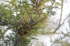 Campylorhynchus rufinucha