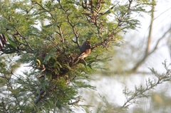 Campylorhynchus rufinucha