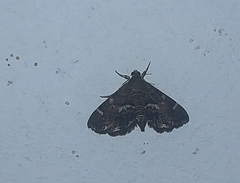 Hymenia
