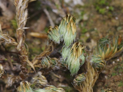 Image of Selaginella peruviana by (c) Michelle W. （鍾偉瑋）, some rights reserved (CC BY)
