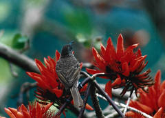 Gliciphila undulata